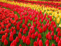 Keukenhof 2024 in Amsterdam, 21 March to 12 May