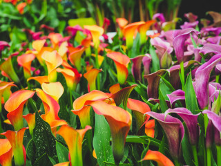 RHS Chelsea Flower Show Picture