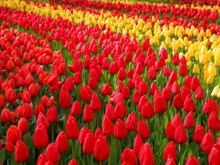 Keukenhof Picture